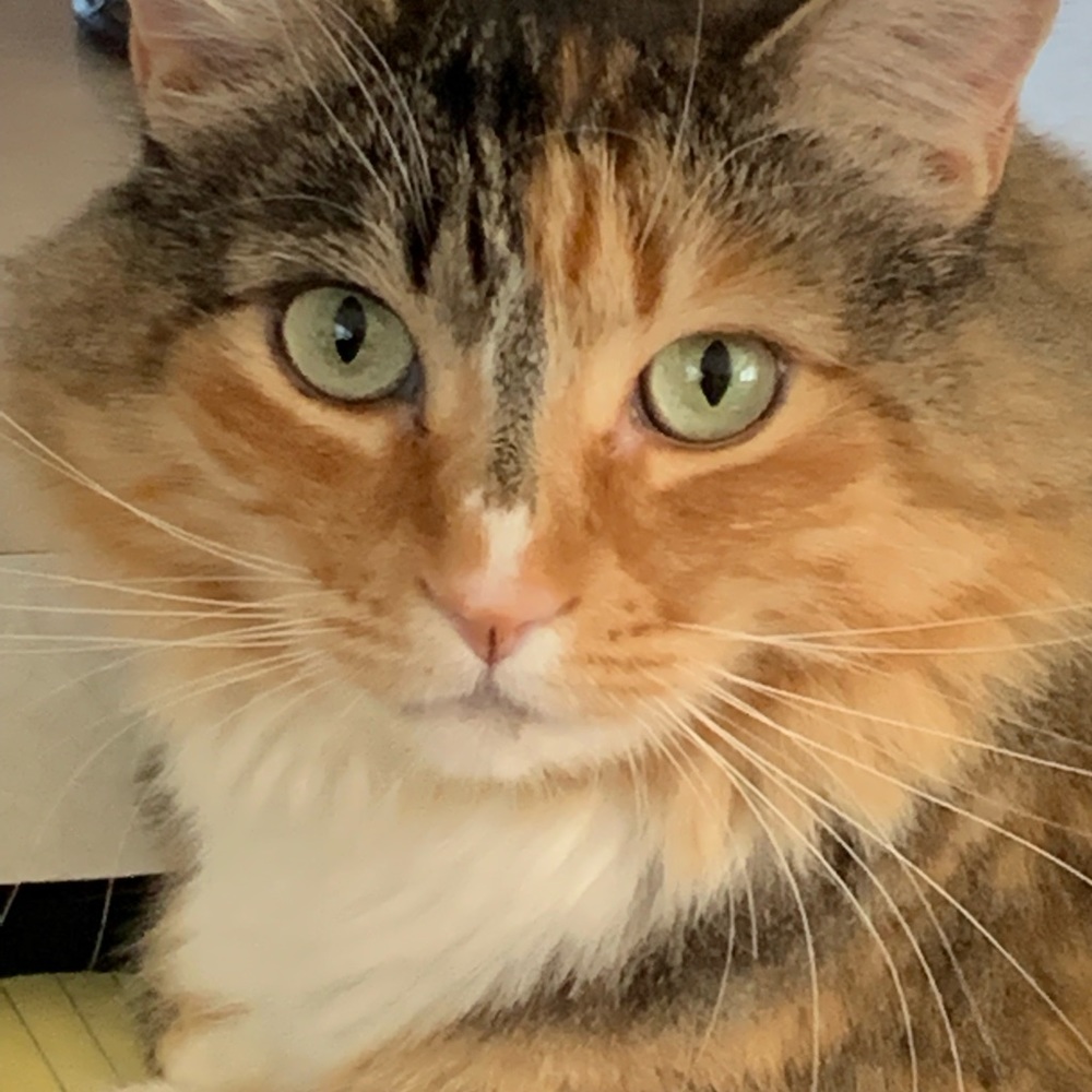 🌺🌺 Posh Ambassador🌺🌺 Susie!